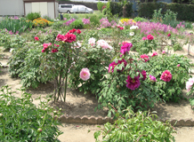 2011N428̎᎛O